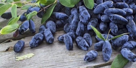 Orlovi nokti u sibiru: kako saditi u proljeće i jesen, najbolje sorte